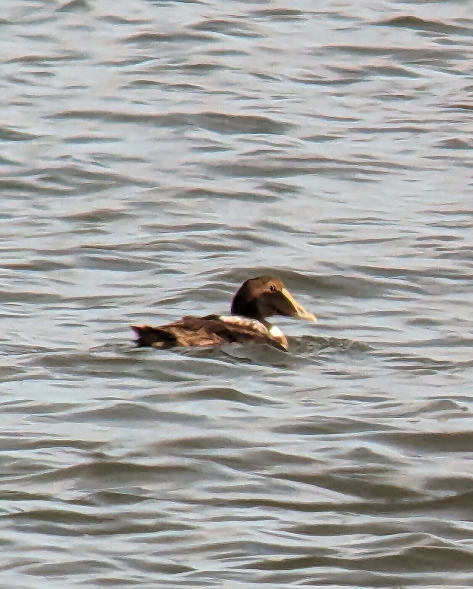 Common Eider - ML611535088