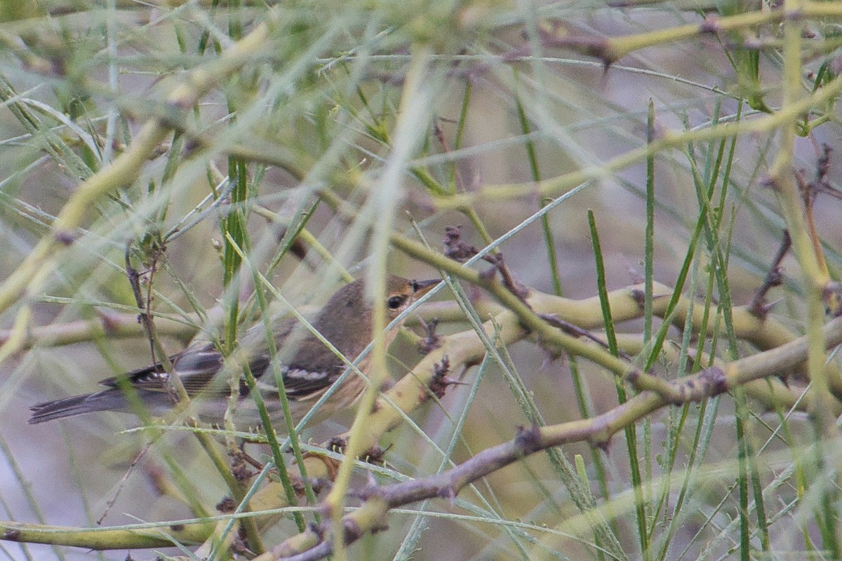 Blackpoll Warbler - Rob Kelder