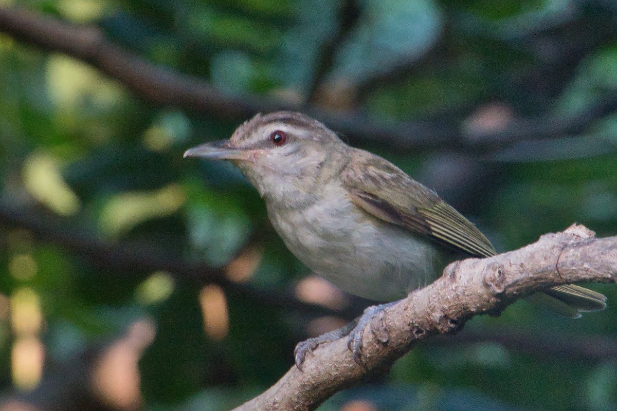 Viréo aux yeux rouges ou V. chivi - ML611535162