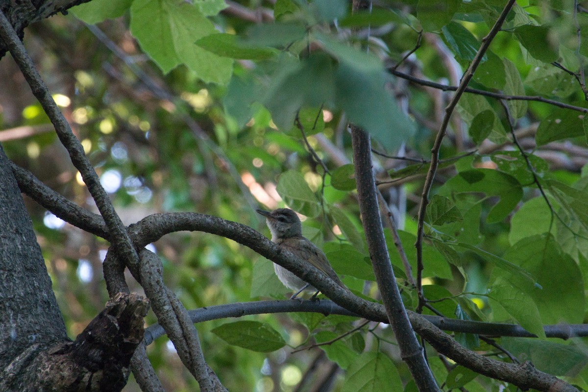 Red-eyed/Chivi Vireo - ML611535163