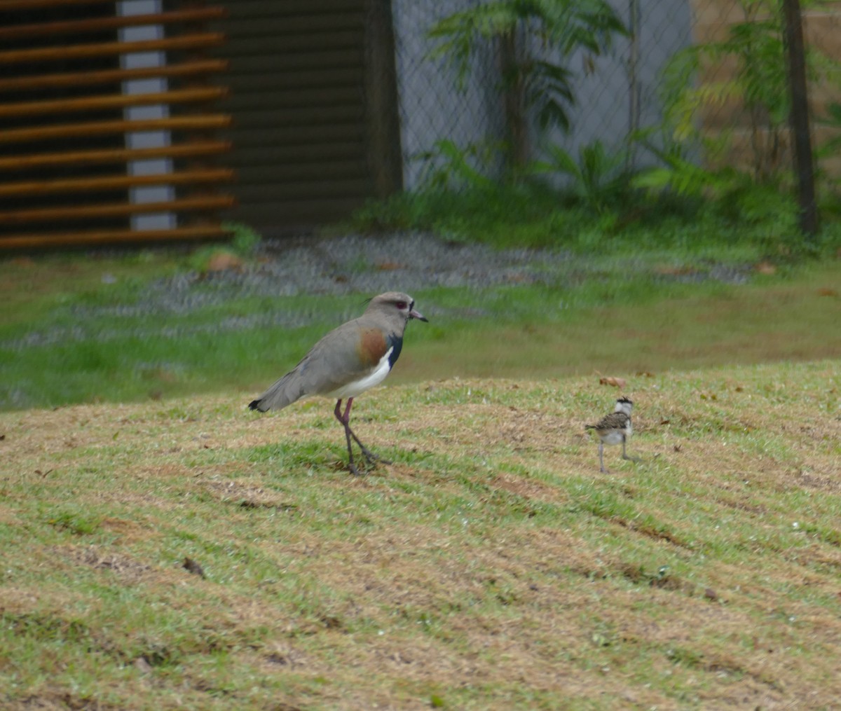 Southern Lapwing - Derek Heins