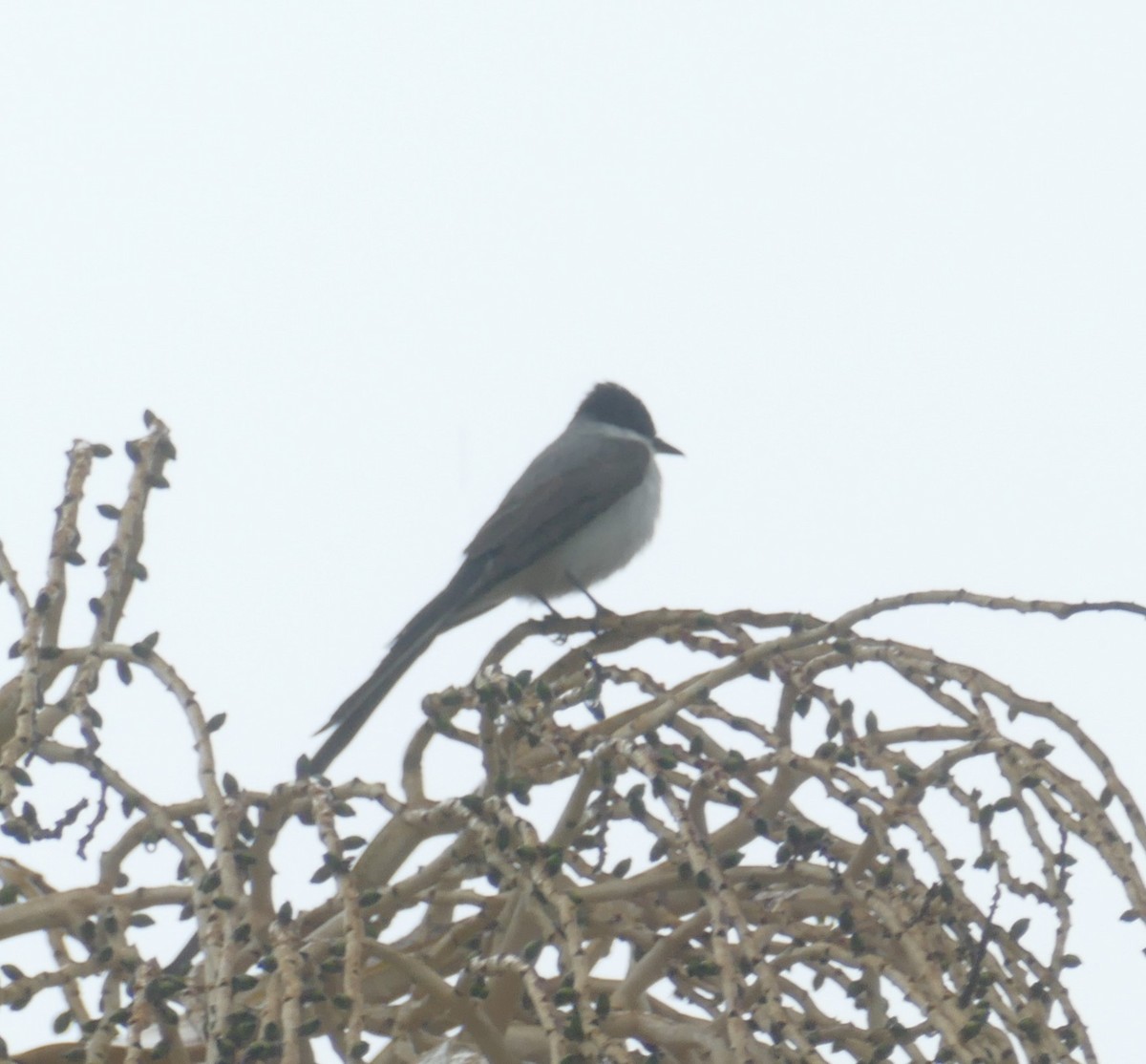 Fork-tailed Flycatcher - Derek Heins