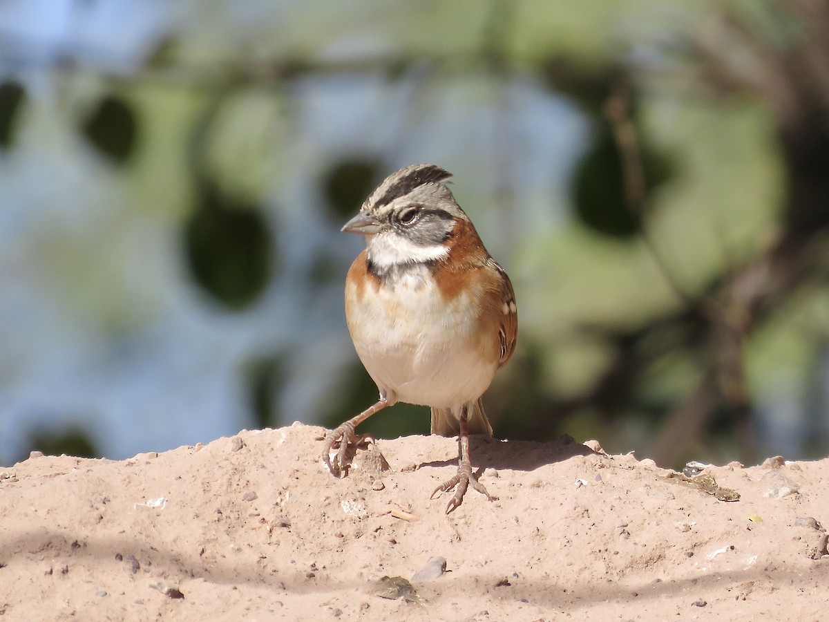 Rufous-collared Sparrow - Simon Pearce