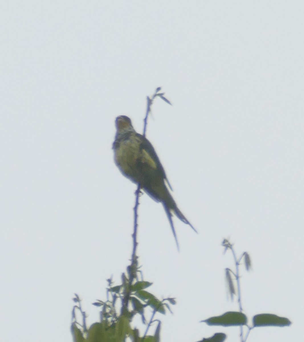 Swallow-tailed Cotinga - Derek Heins