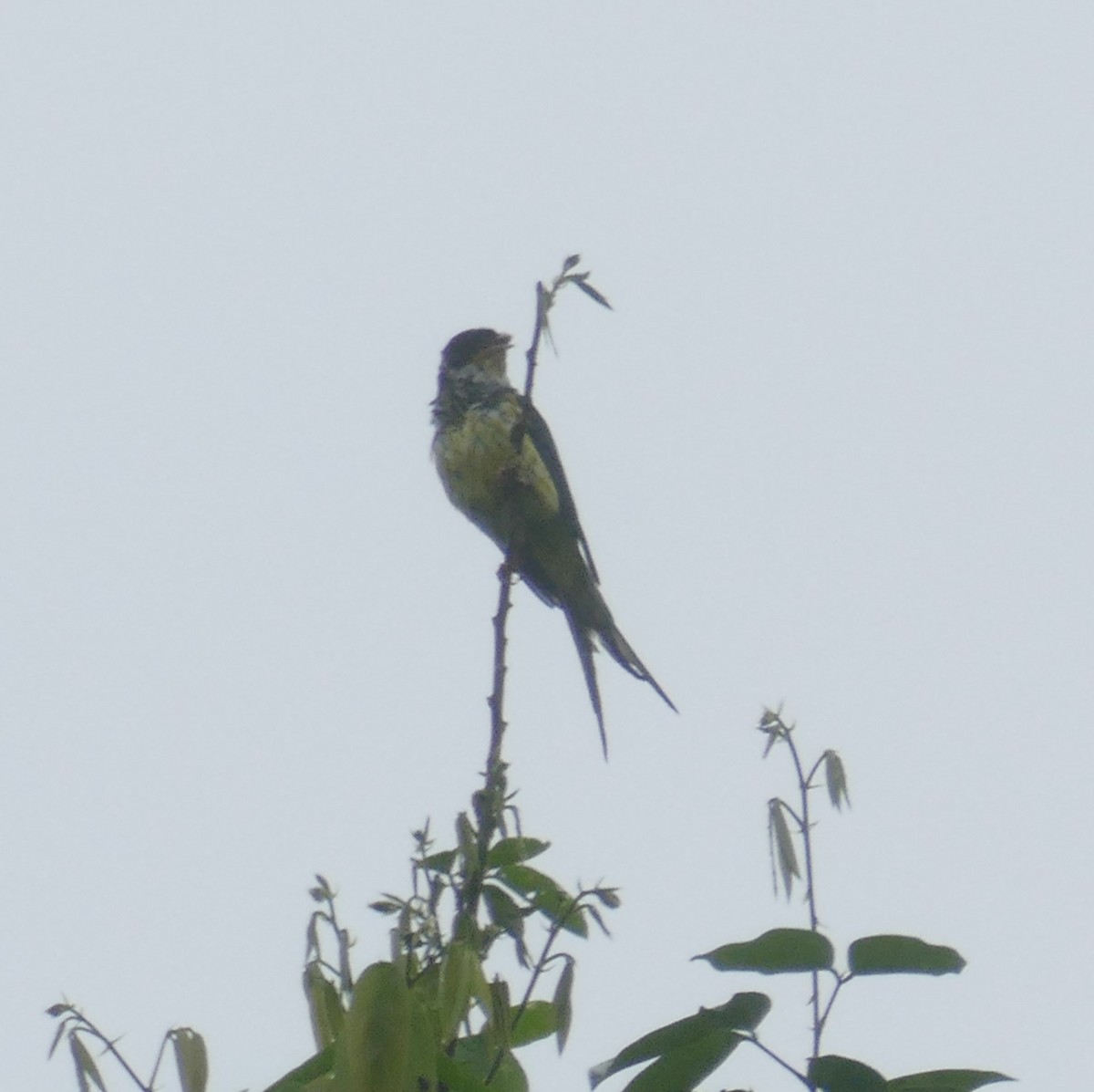 Swallow-tailed Cotinga - Derek Heins