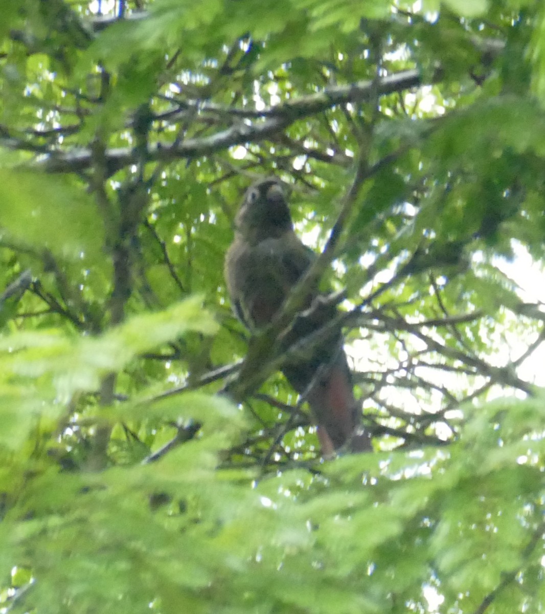 Maroon-bellied Parakeet - ML611535424