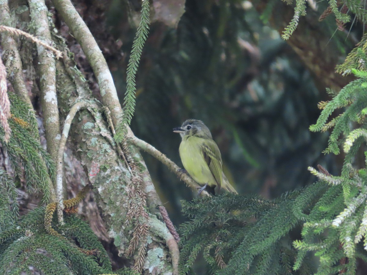 Yellow-olive Flatbill (Sooretama) - ML611535444