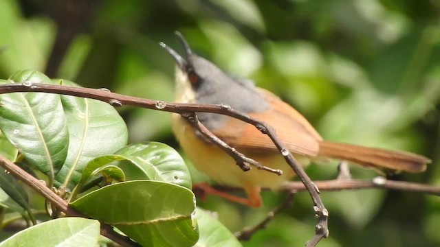 Ashy Prinia - ML611535509