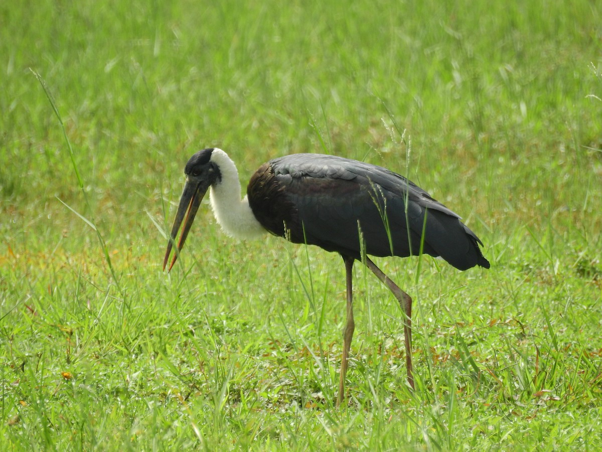 Asian Woolly-necked Stork - ML611535584