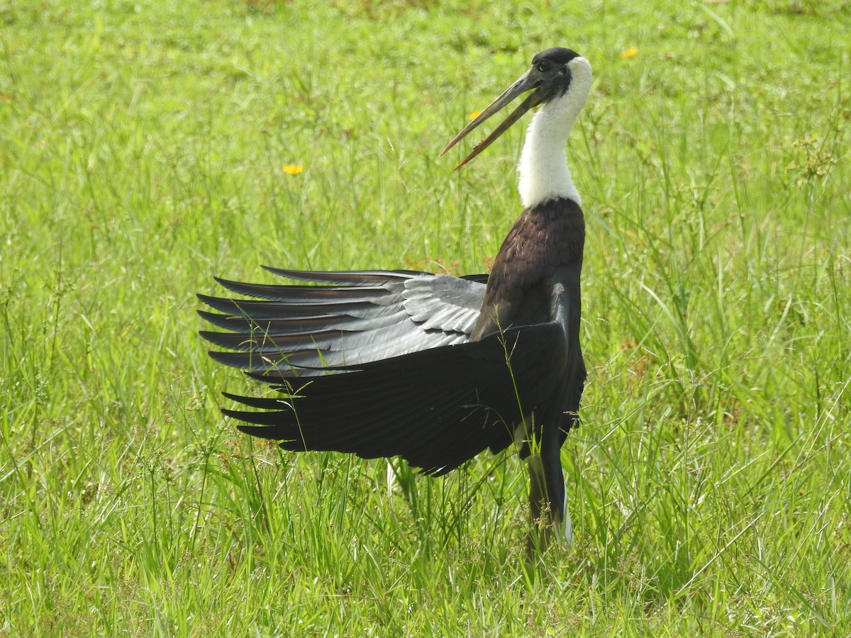 Asian Woolly-necked Stork - ML611535585