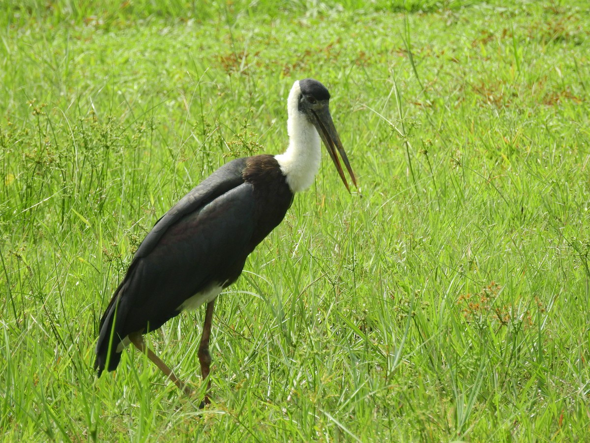 Asian Woolly-necked Stork - ML611535586