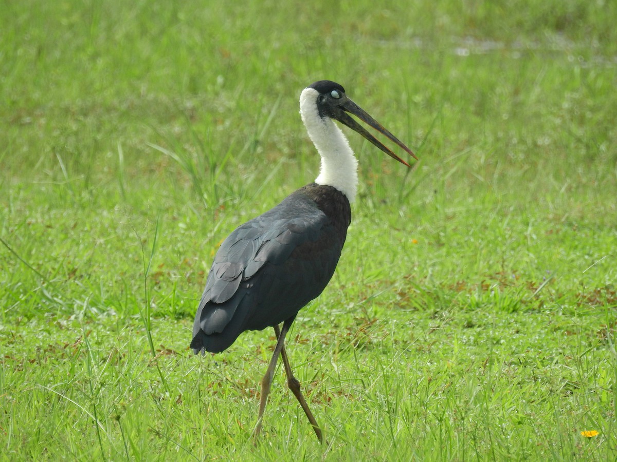 Asian Woolly-necked Stork - ML611535587