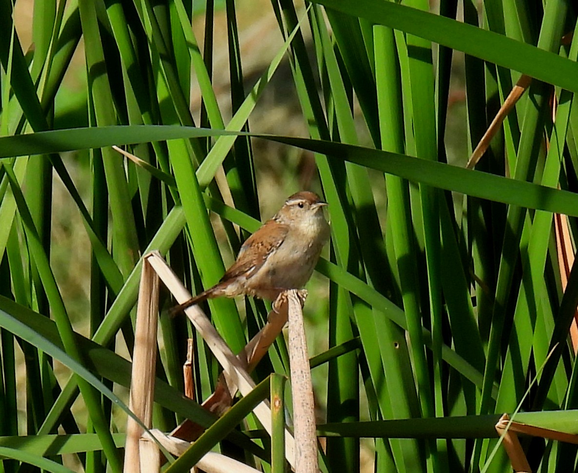 Marsh Wren - Mary Tannehill