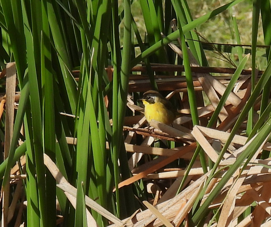 Common Yellowthroat - ML611535848