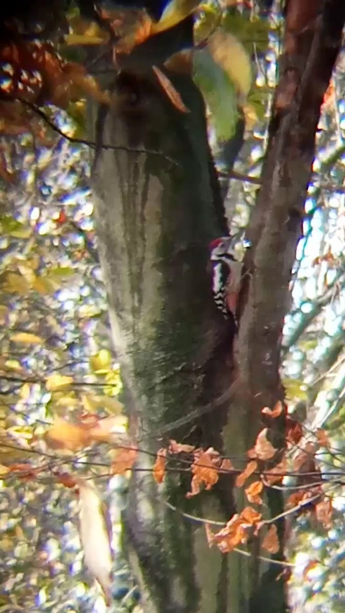Middle Spotted Woodpecker - ML611535910