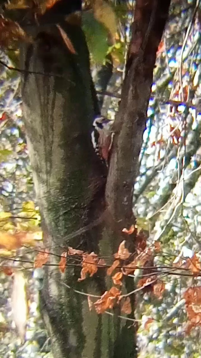 Middle Spotted Woodpecker - ML611535913