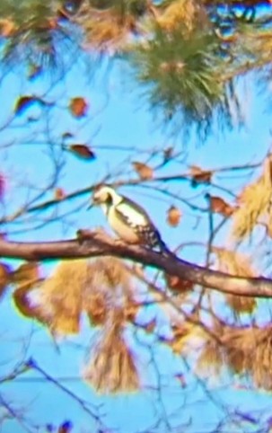 Middle Spotted Woodpecker - ML611535914