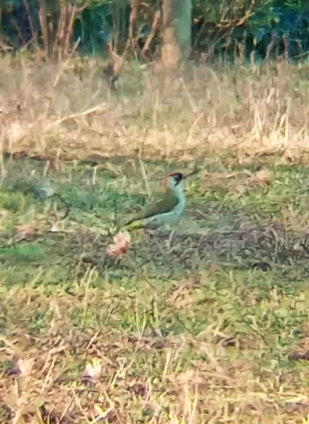 Eurasian Green Woodpecker - ML611535920