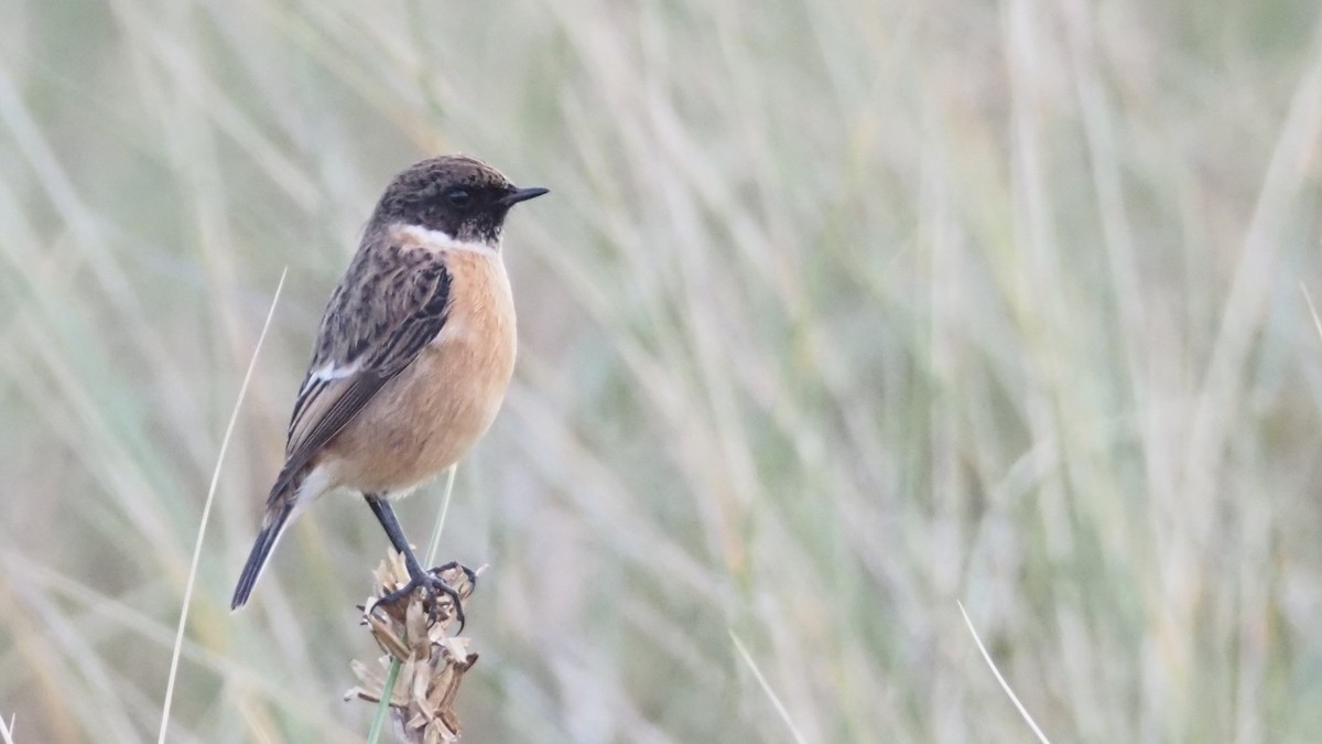 European Stonechat - ML611536143