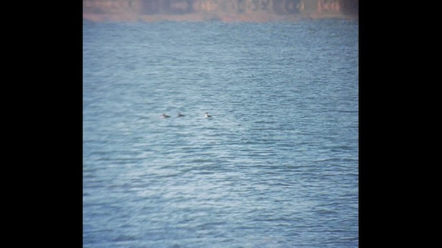 Macreuse brune - ML611536186