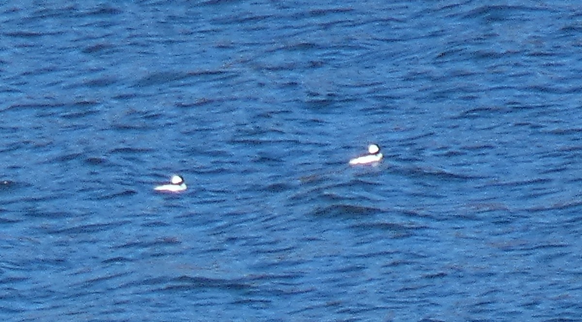 Bufflehead - ML611536225