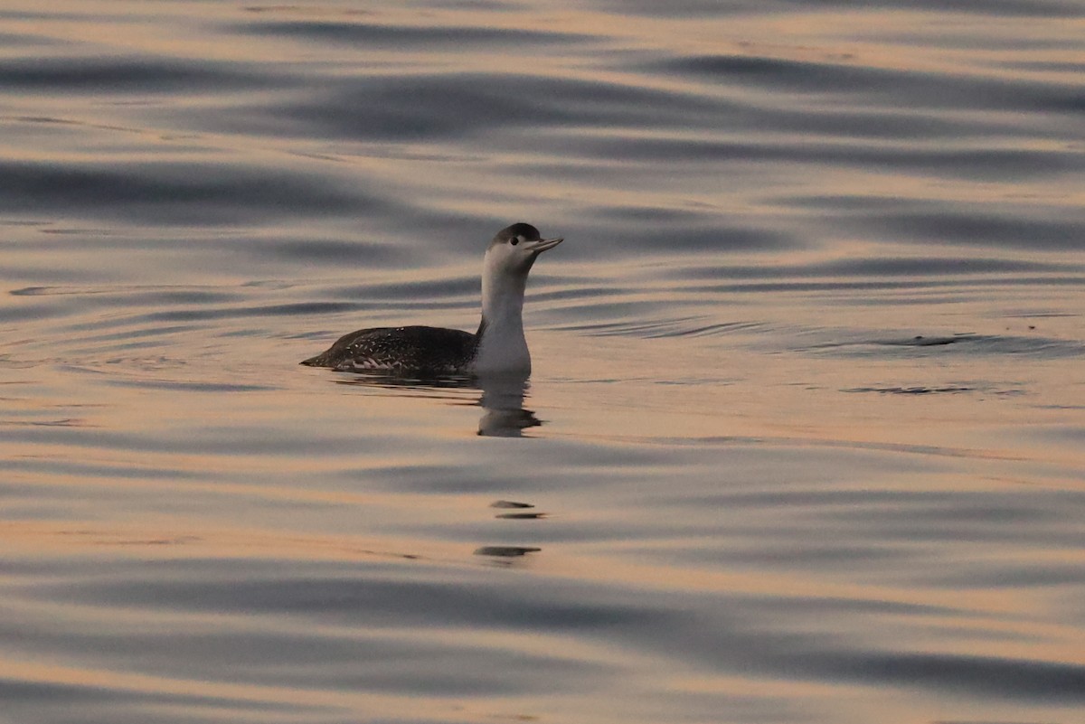 Red-throated Loon - ML611536294