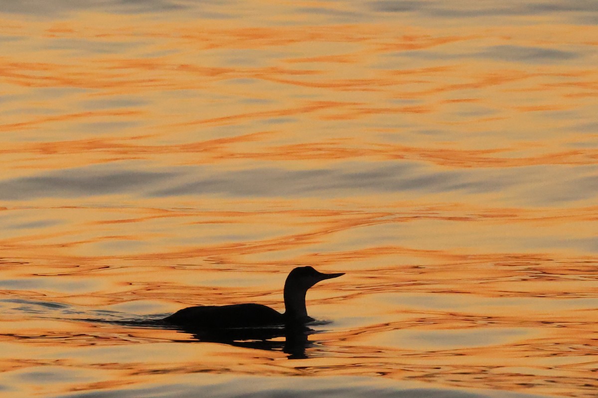 Red-throated Loon - ML611536315