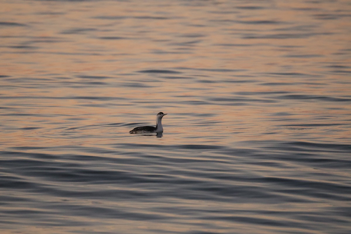 Red-throated Loon - ML611536337