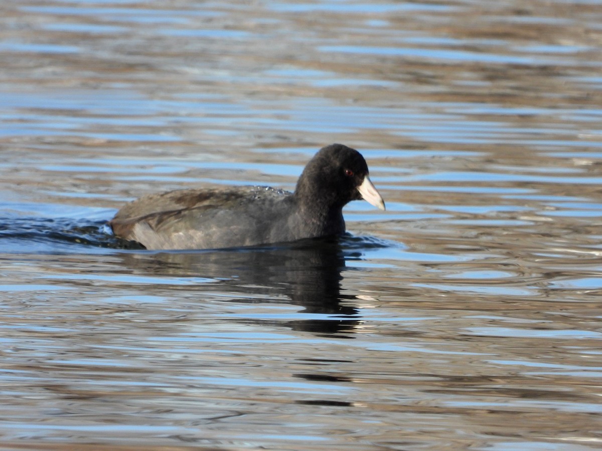 American Coot - Chantal Côté