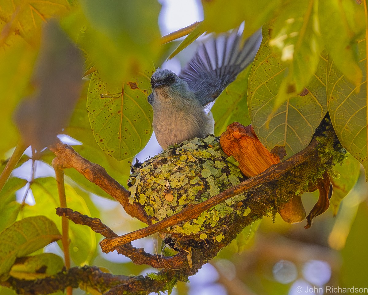 African Blue Flycatcher - ML611536519