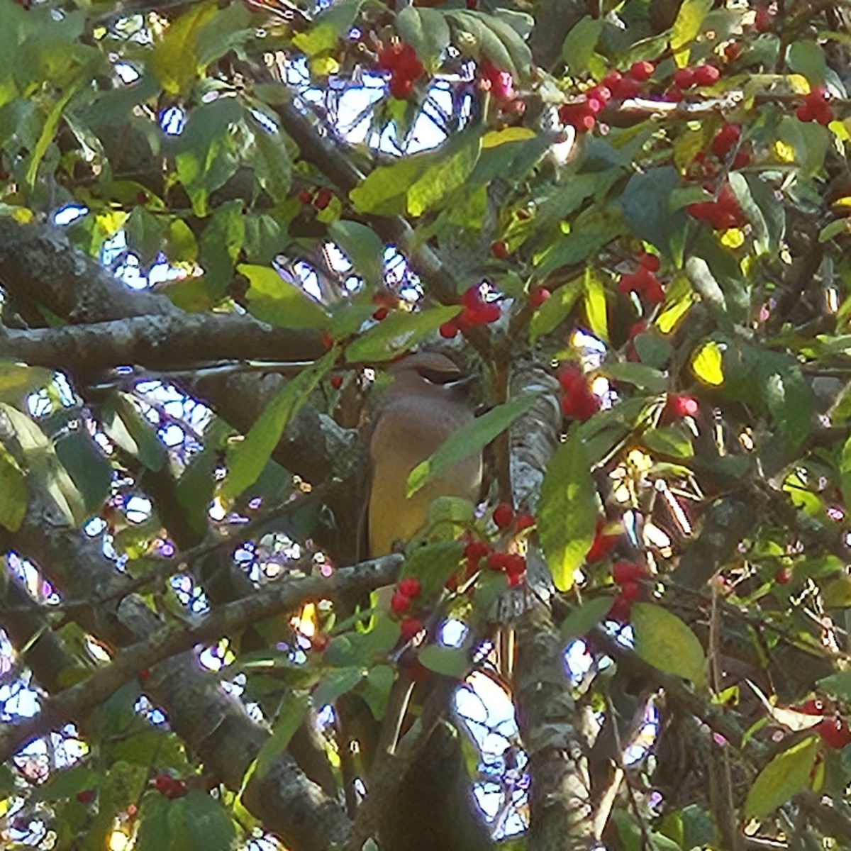 Cedar Waxwing - ML611536606