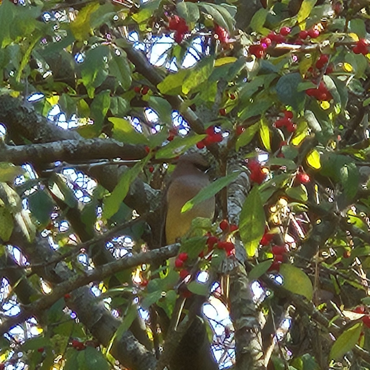 Cedar Waxwing - ML611536607