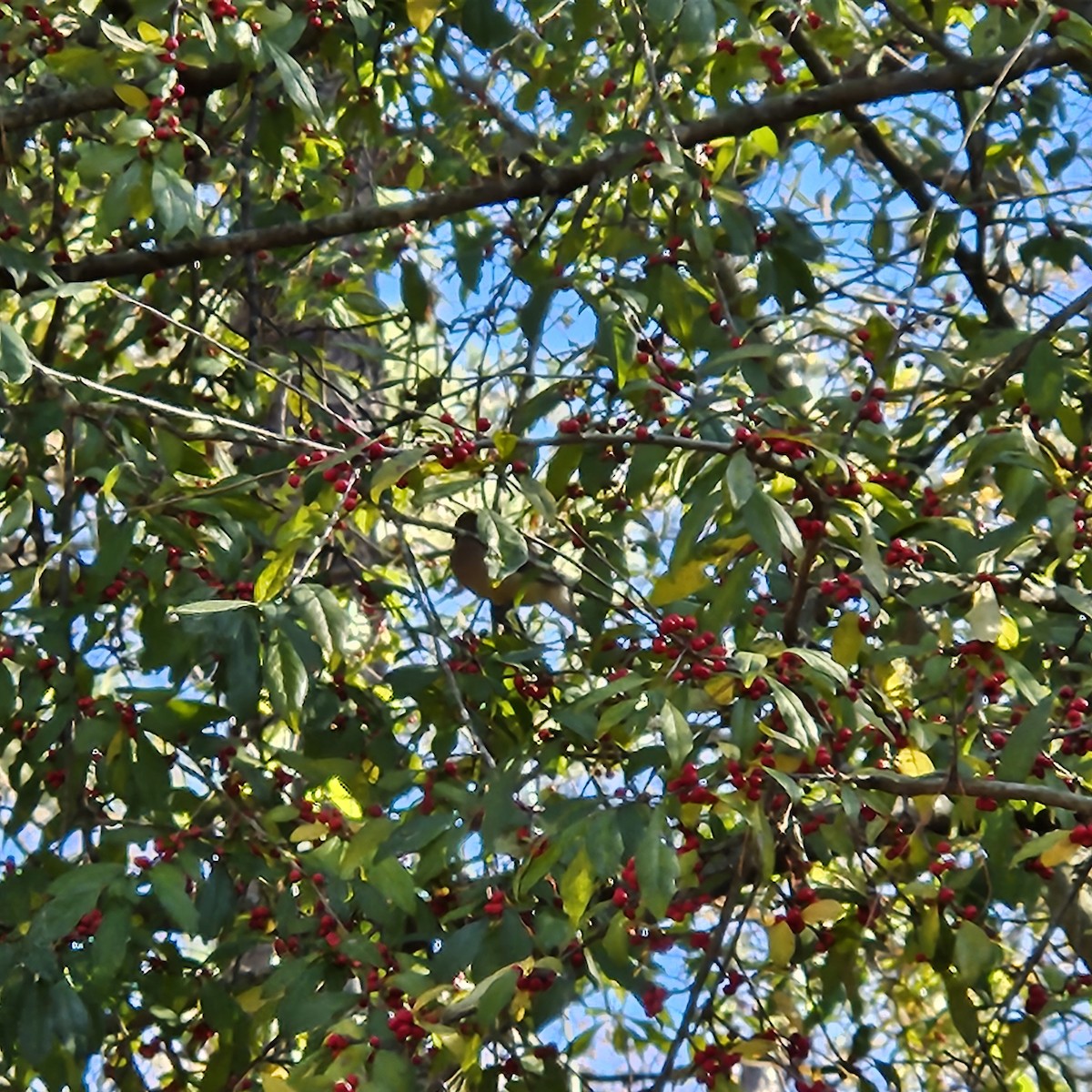 Cedar Waxwing - ML611536613