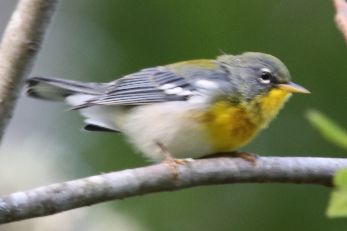 Northern Parula - ML611536639