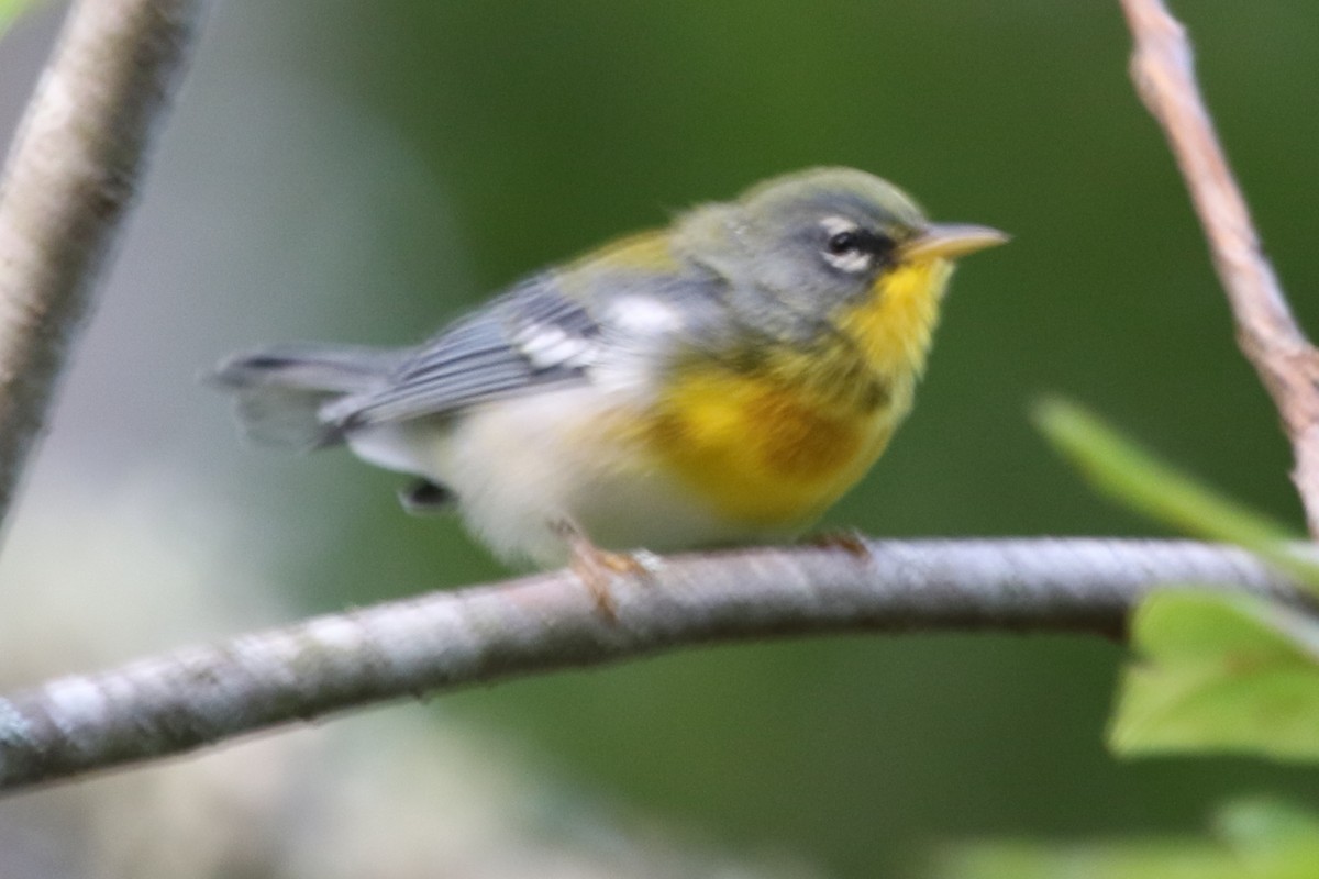 Northern Parula - ML611536640
