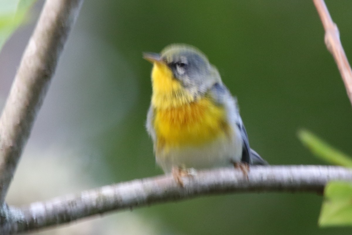 Northern Parula - ML611536641