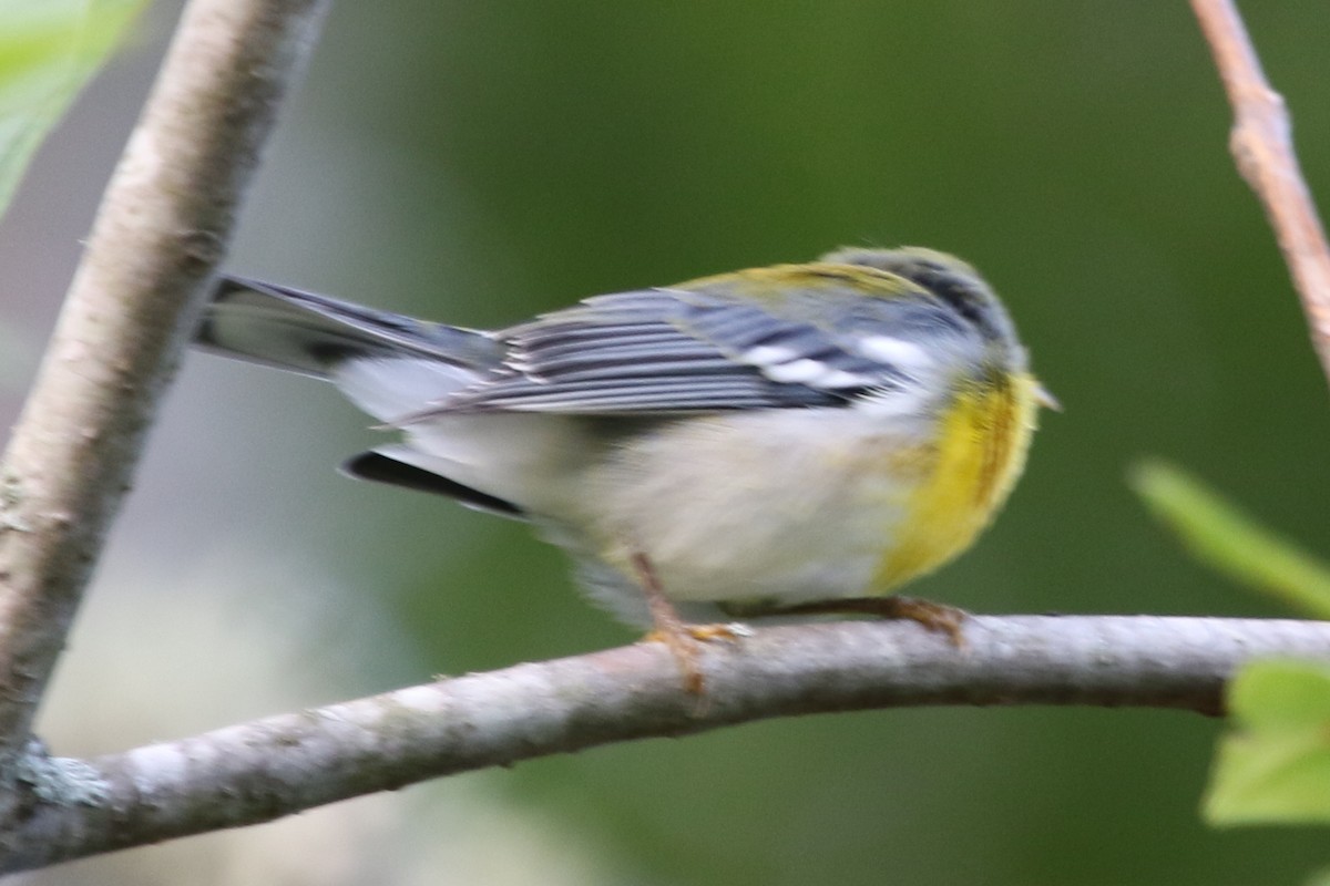 Northern Parula - ML611536642
