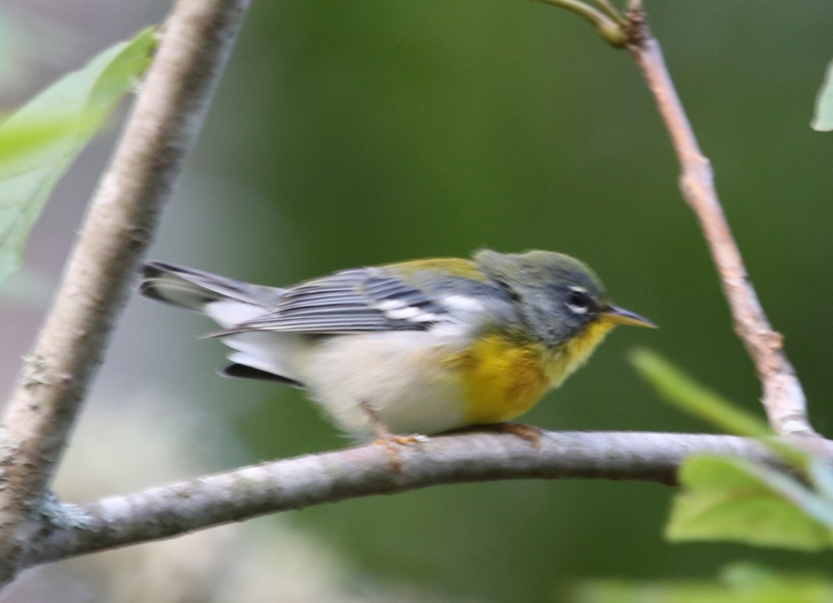 Northern Parula - ML611536643