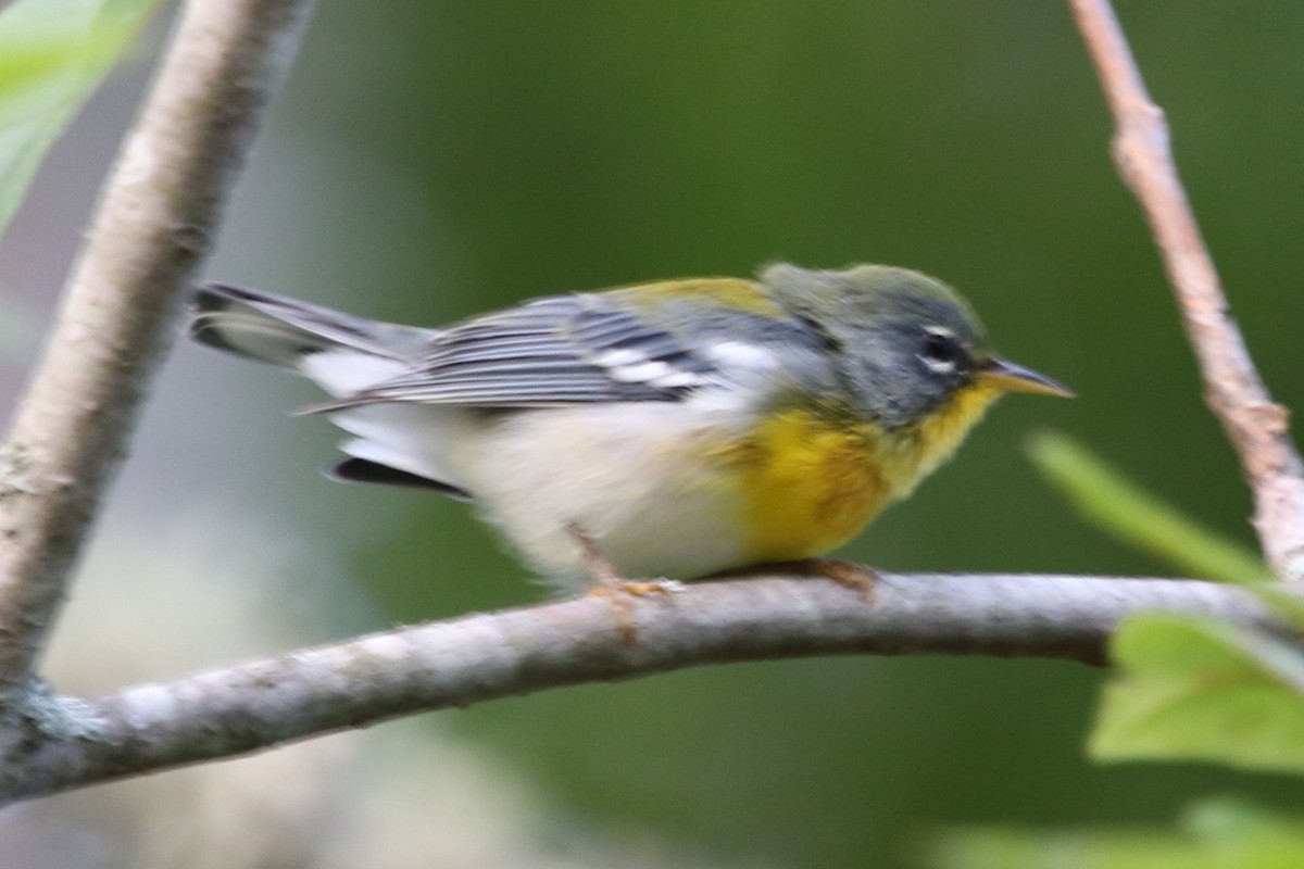 Northern Parula - ML611536644
