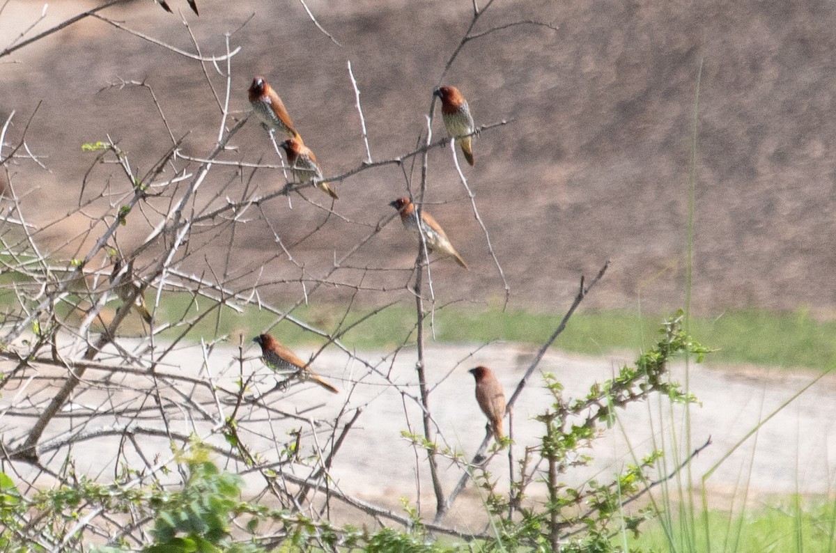 Scaly-breasted Munia - ML611536780