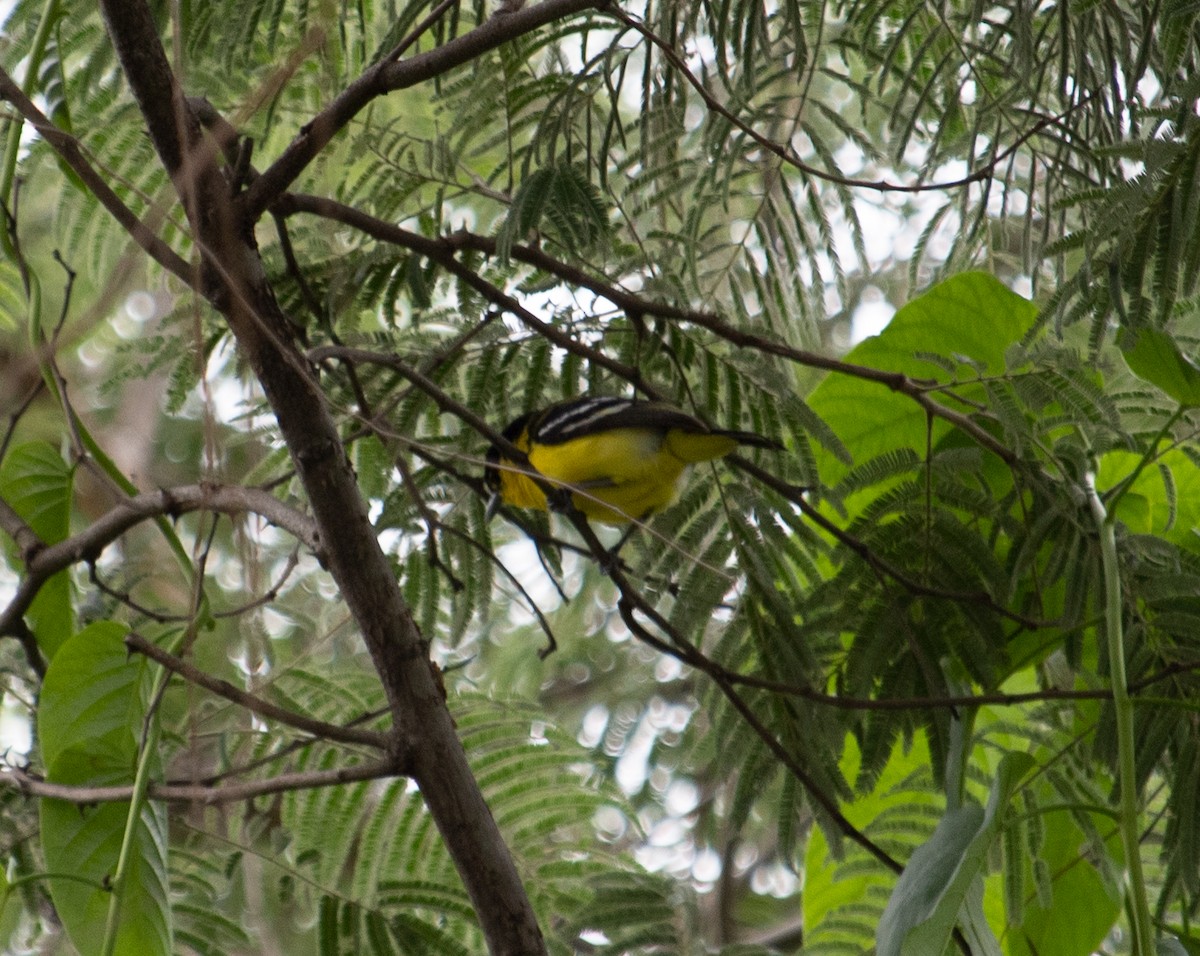 Common Iora - ML611536926