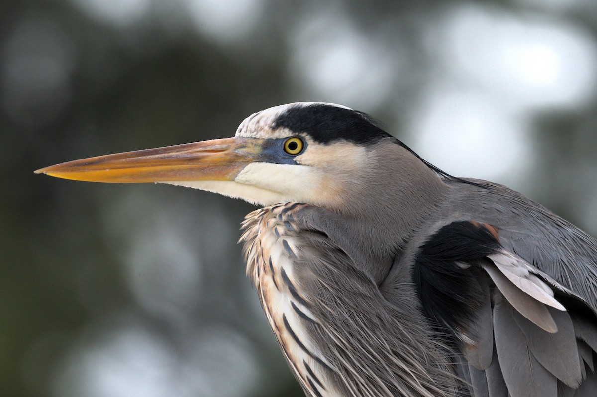 Great Blue Heron - ML611536970