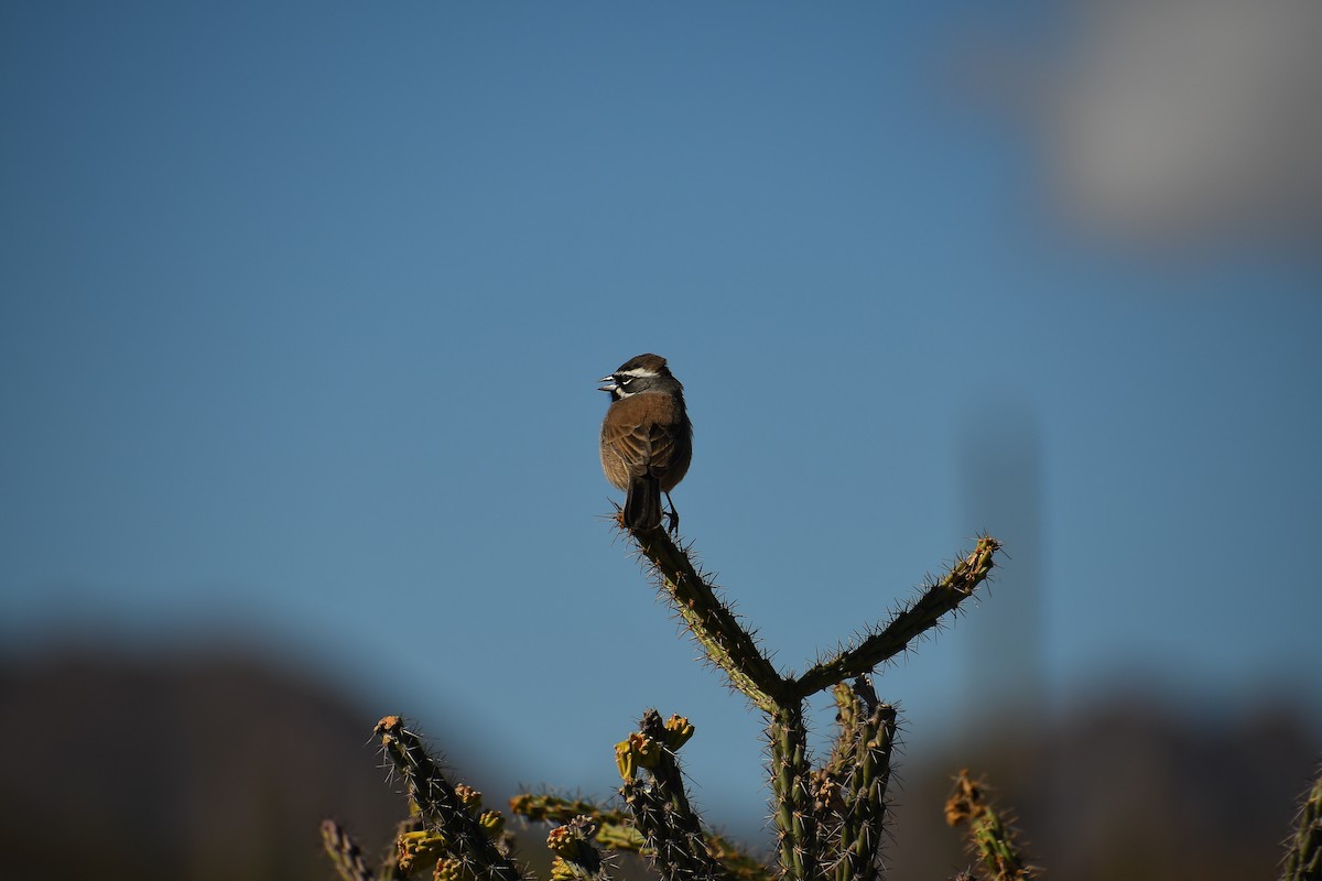 Black-throated Sparrow - ML611537039