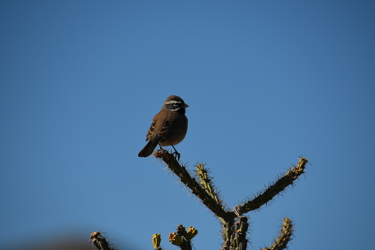 Black-throated Sparrow - ML611537043