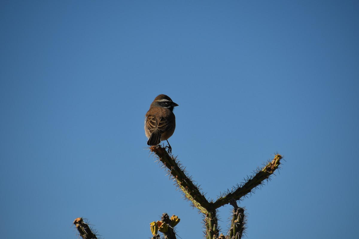 Black-throated Sparrow - ML611537044