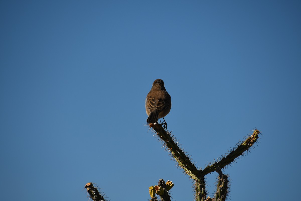 Black-throated Sparrow - ML611537045