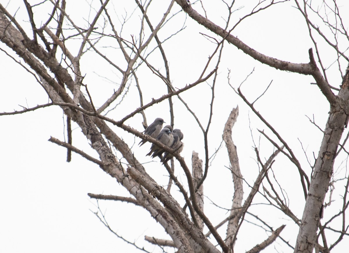 Ashy Woodswallow - ML611537077