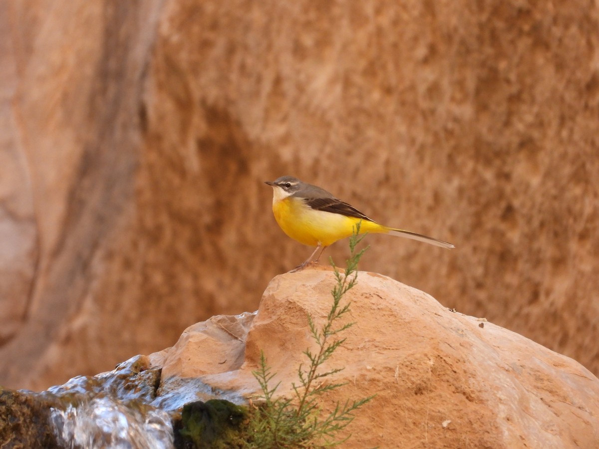 Gray Wagtail - ML611537264