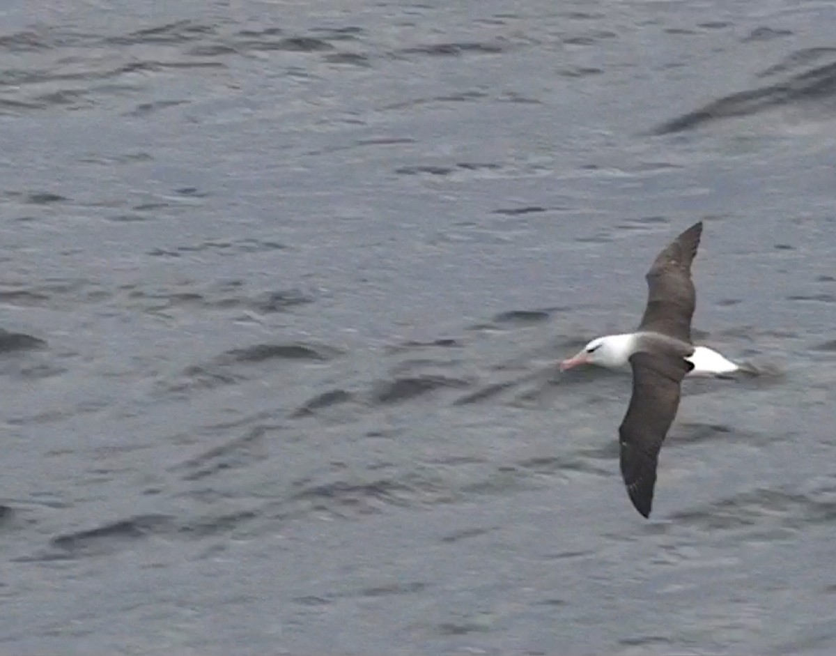 Black-browed Albatross - Delfin Gonzalez