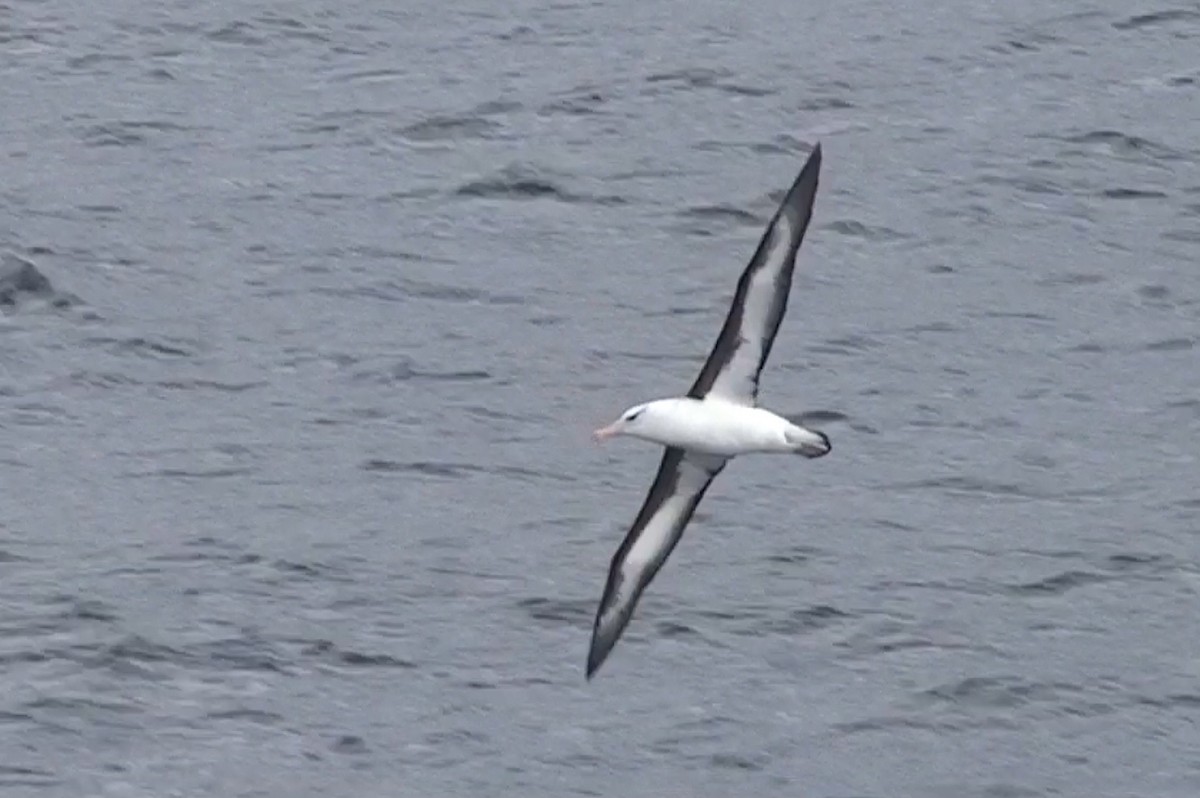 Black-browed Albatross - Delfin Gonzalez